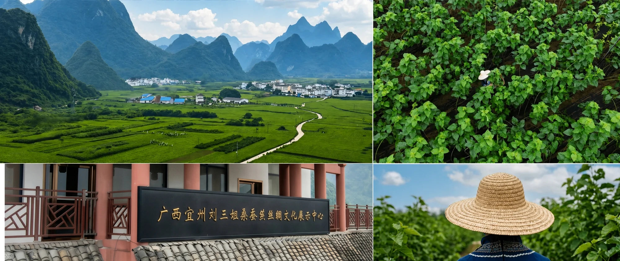 Guangxi mulberry landscape and self-managed sourcing resources